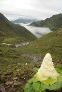 One of the Trekking route in Bhutan with Rheum Nobile high altitude Flower in the foreground