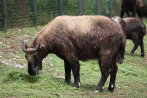 Takin, the National Animal of Bhutan