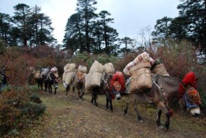 Pack animals carrying food supplies and tents - Druk Path Trek Bhutan