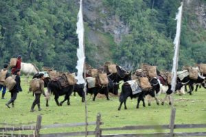 Tour to Merak, eastern Bhutan