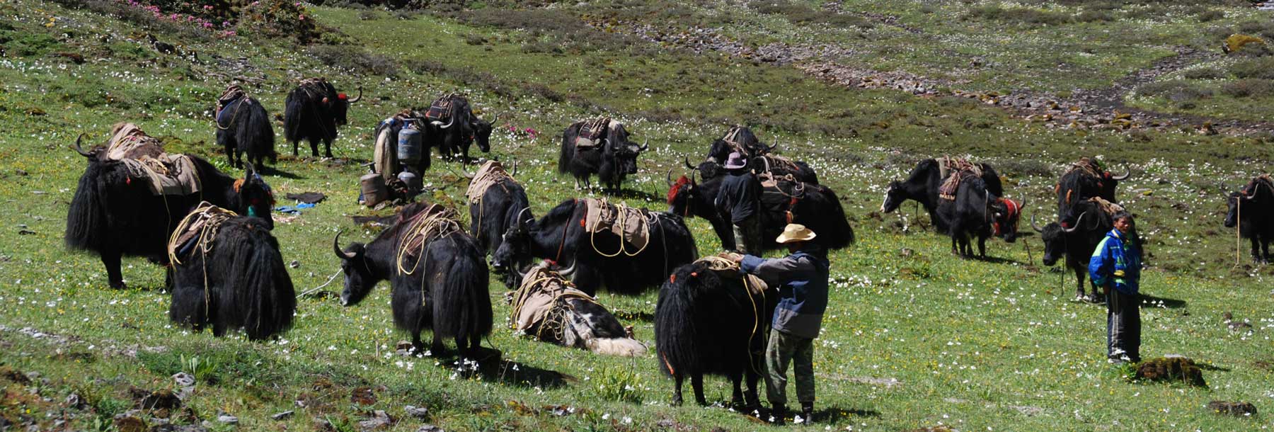Yak Pack Animals Trekking in Bhutan Bhutan Acorn Tours and Travel
