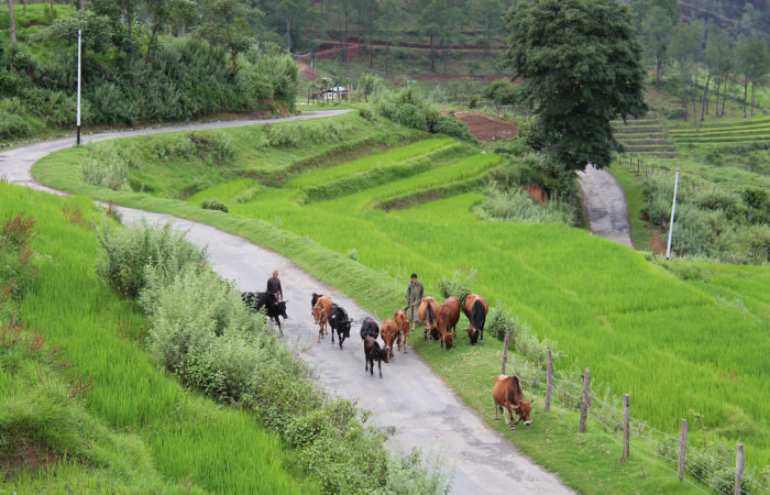 Nobgang Rice Fields with Cows