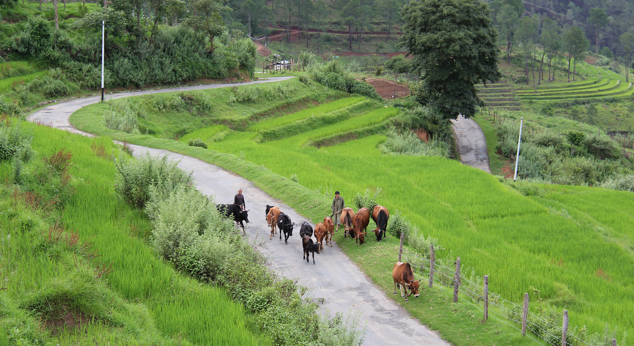 Nobgang Rice Fields with Cows