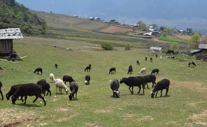 Sheep in Bumthang Valley