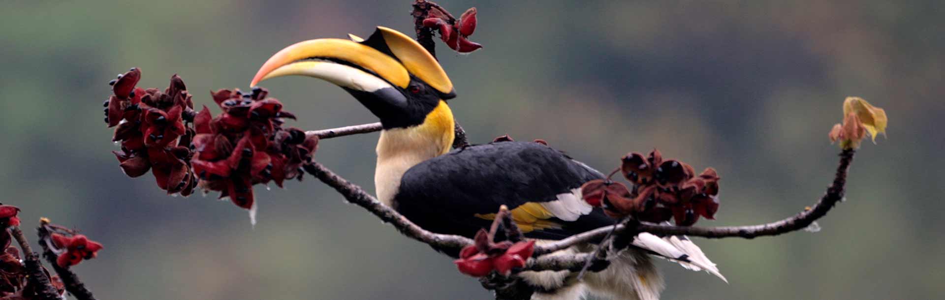Hornbill in Bhutan