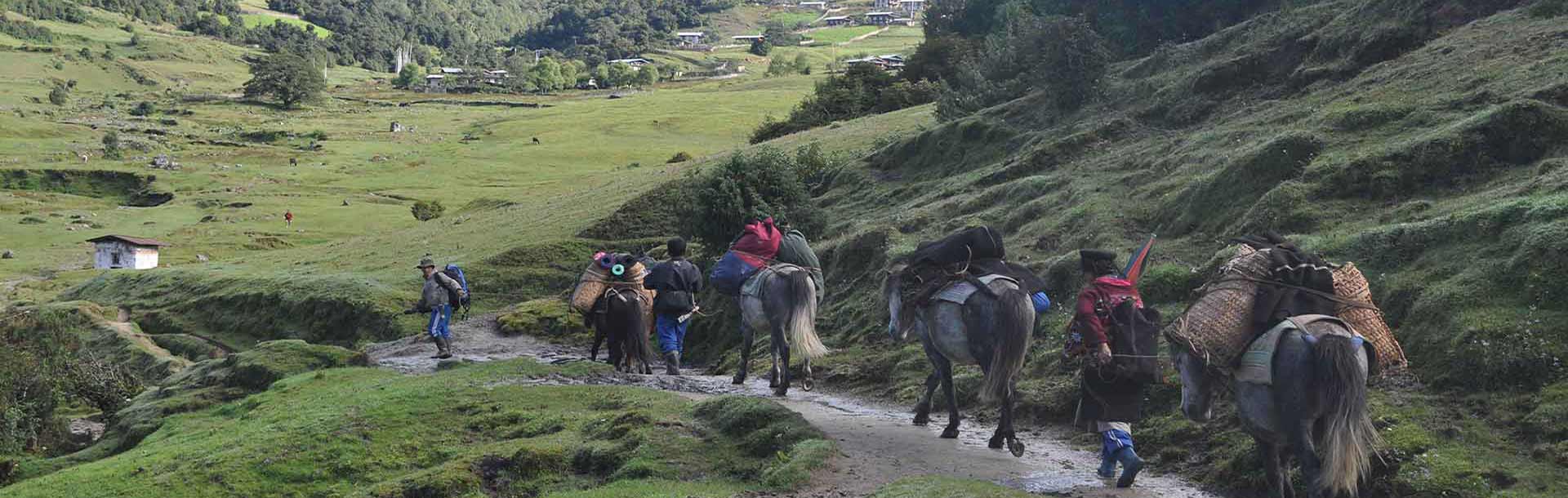 Pack horses carrying trekking supplies and equipment